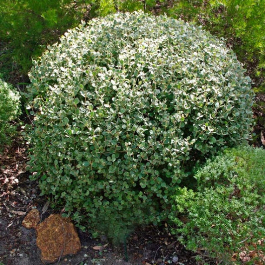 Correa Alba Topiary Balls