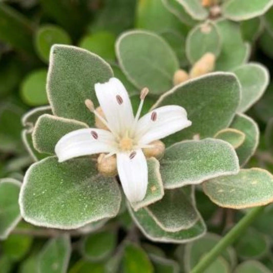White Correa Alba
