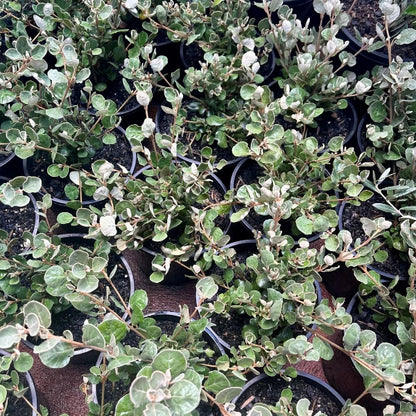 Popular and versatile Australian Native, Correa Alba is ideal for low maintenance Native and coastal garden designs. Suitable for both in ground planting, planter pots and shaped topiary. 
