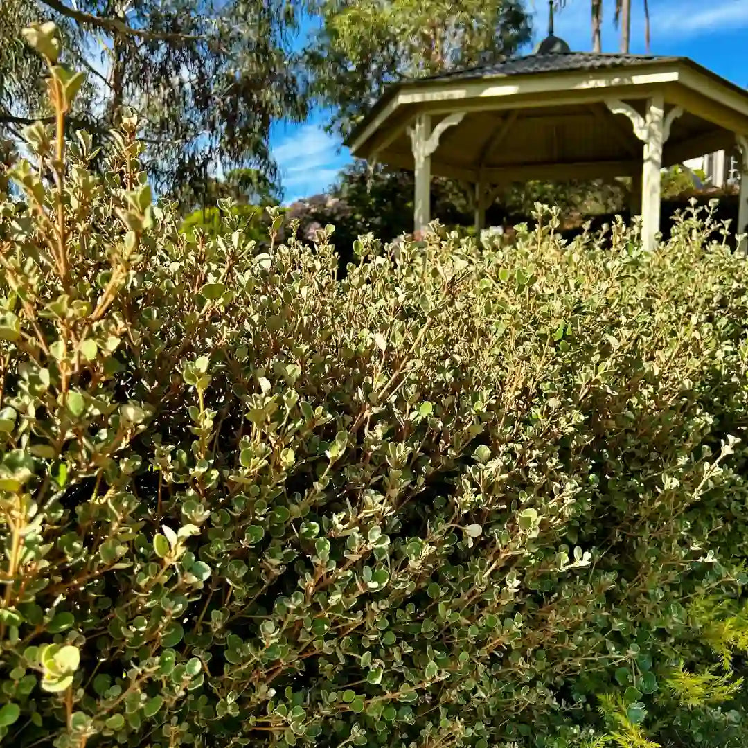 Correa alba white correa with soft grey-green foliage, a compact native shrub suited to coastal and low-water gardens
