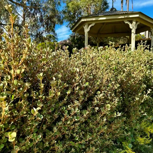 Correa alba white correa with soft grey-green foliage, a compact native shrub suited to coastal and low-water gardens