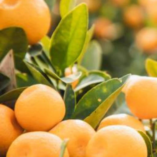 Cumquat Espalier
