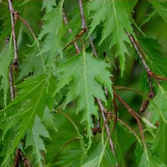 Cut Leaf Birch