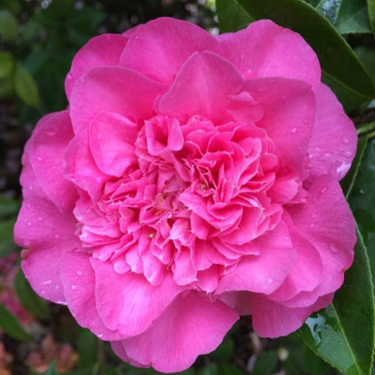 Camellia Japonica Debbie