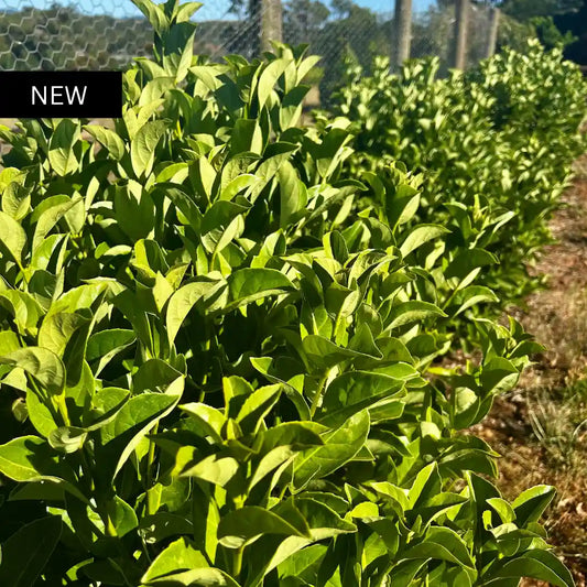 Viburnum odoratissimum ‘Dense Fence’ (Dense Fence Viburnum) evergreen screening hedge with glossy green foliage, compact growth and ideal for privacy planting.