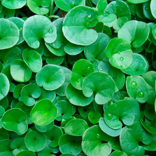 Dichondra repens ground cover plant with small rounded leaves, low-growing, spreading 30–50 cm, ideal for garden edges, pavers, and soft landscaping.
