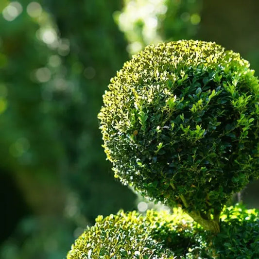 English Box Double Topiary
