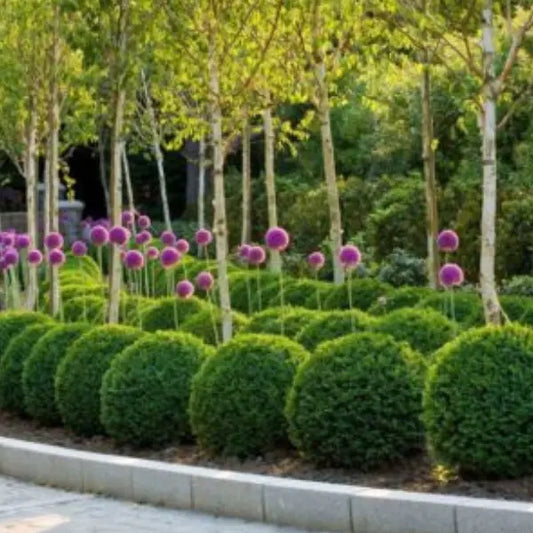 Dutch Box Topiary Ball