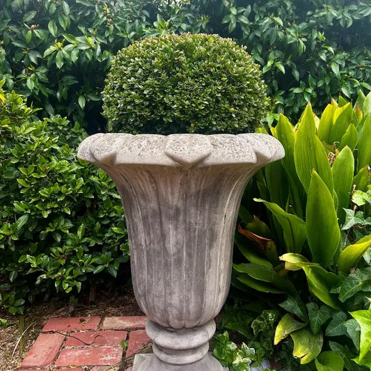 Dutch Box buxus topiary sphere, compact slow growing plant perfect for low care landscaping and decorative planter pot displays.