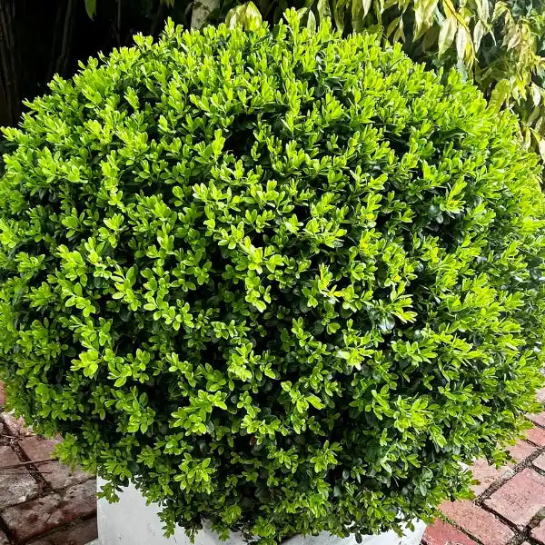 Dutch Box (Buxus microphylla) topiary ball, slow growing evergreen sphere ideal for low maintenance gardens and stylish planter pots.
