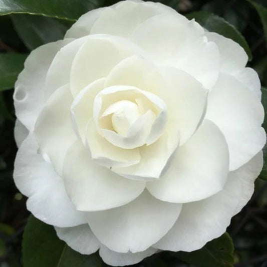 Camellia Sasanqua Early Pearly