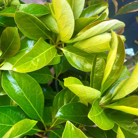 Viburnum odoratissimum ‘Emerald Lustre’ – hardy evergreen hedge plant with glossy green foliage, fast-growing, ideal for screening and privacy gardens.