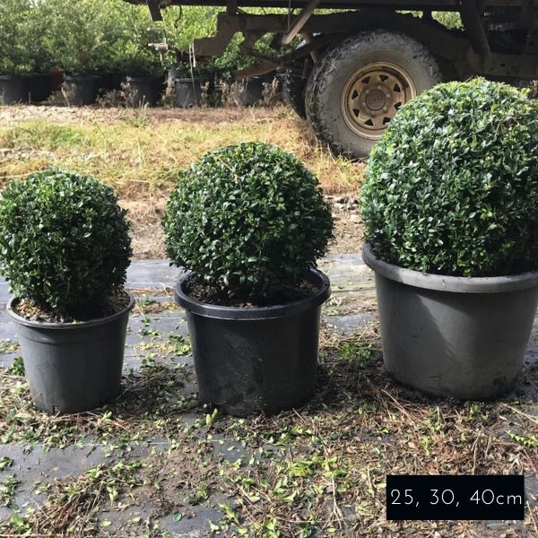 English Box Topiary Ball