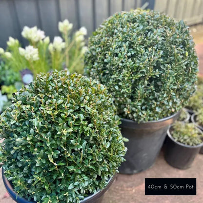 English Box (Buxus sempervirens) Topiary Ball, neatly clipped round shrub ideal for classic and modern landscapes,
