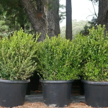 English Box Buxus Sempervirens, one of our most popular evergreen low hedging plants. Ideal for low garden hedges, shaped topiary hedges and layered garden design. 
