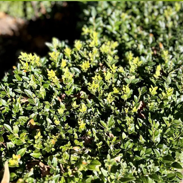 English Box hedging, most popular variety for classic and formal garden designs. Tight foliage, deep green with small leaves, ideal for clipping into hedges, shapes and topiaries. 