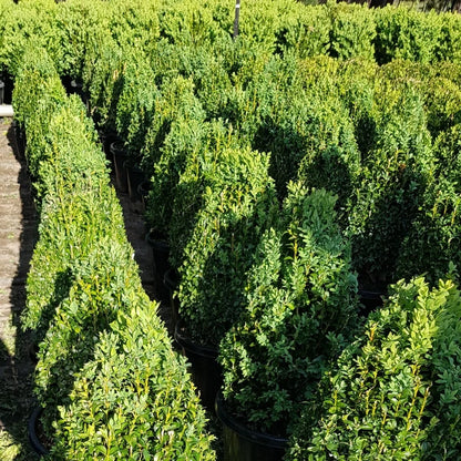 Buxus sempervirens (English Box) topiary cone – evergreen conical shape, perfect for formal garden designs, pots, or entrance features.