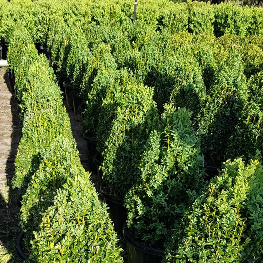 Buxus sempervirens (English Box) topiary cone – evergreen conical shape, perfect for formal garden designs, pots, or entrance features.