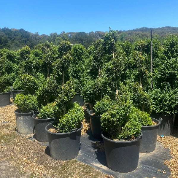 English Box Buxus Sempervirens Topiary Spiral, a showstopping living artwork, ideal for classic, provincial and heritage garden designs. Ideal for planter pots, framing a garden or home enterance for a dramatic touch. 