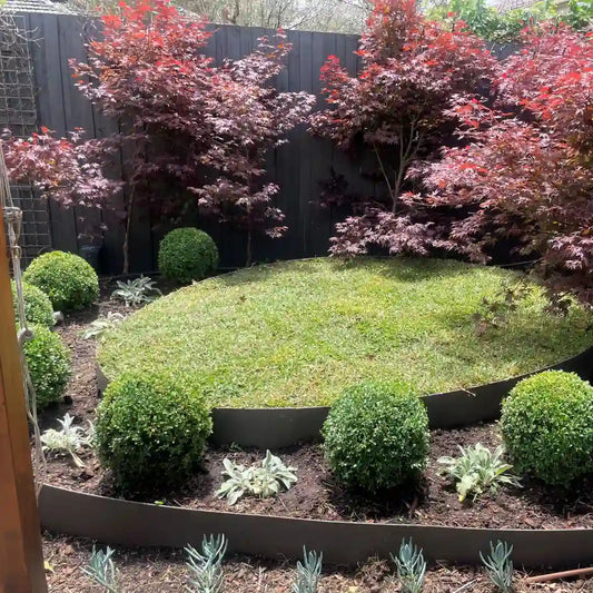 English box topiary balls, evergreen feature plants. 