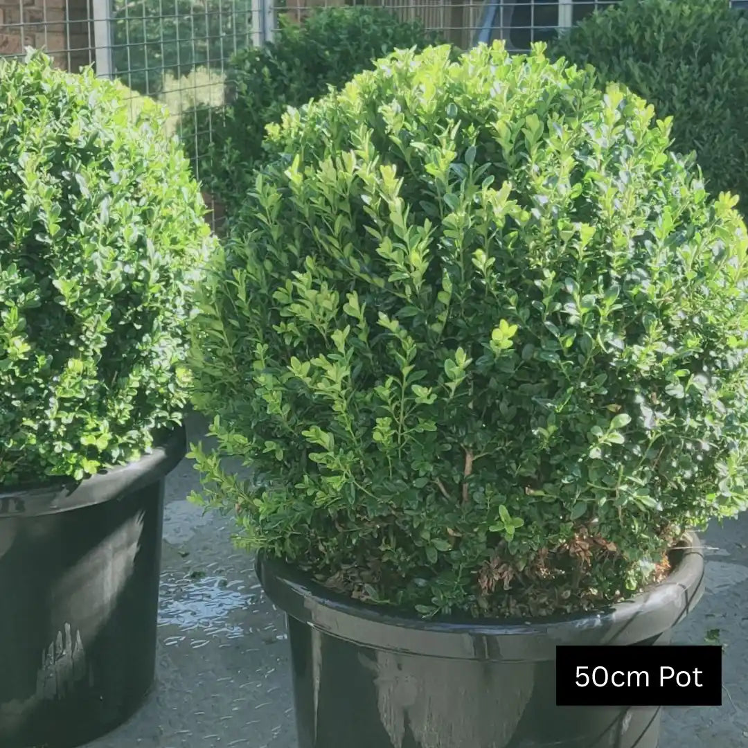 Advanced english box topiary balls