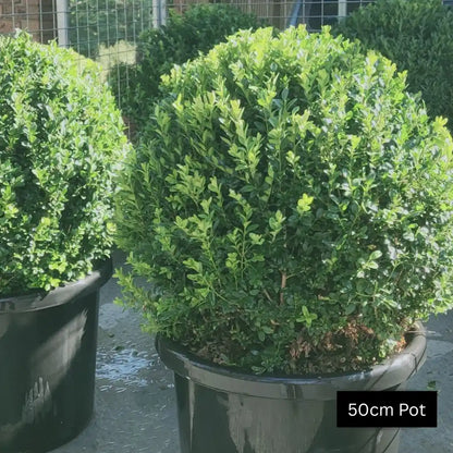 Advanced english box topiary balls