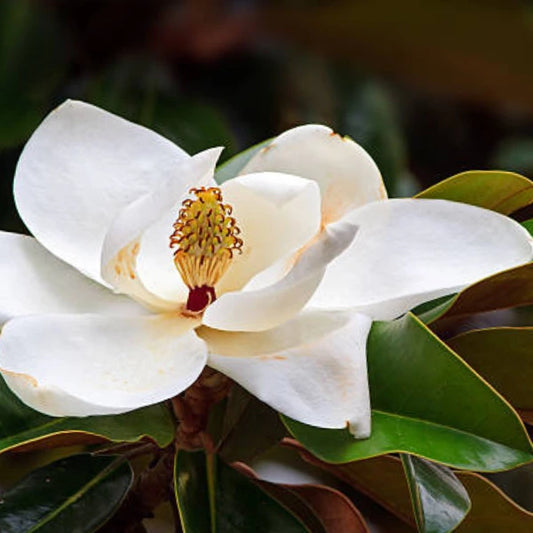 Magnolia Exmouth