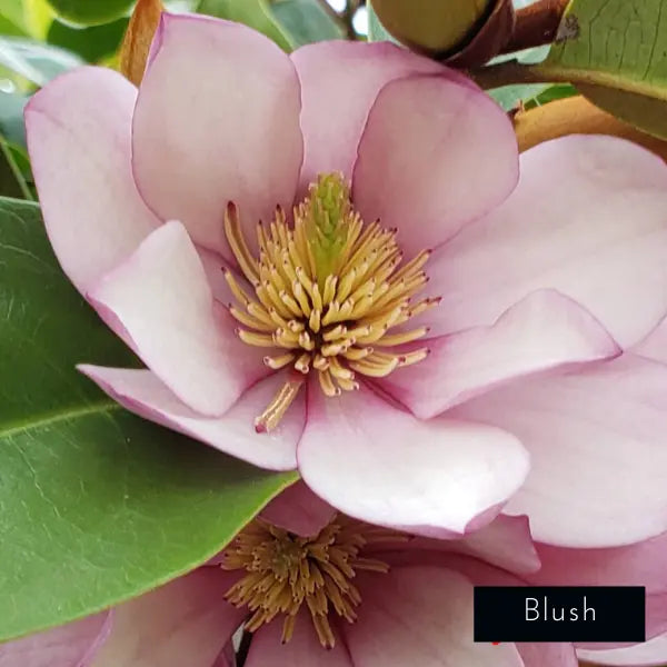 Magnolia Fairy