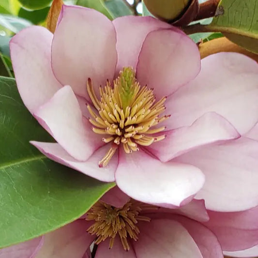 Magnolia Fairy