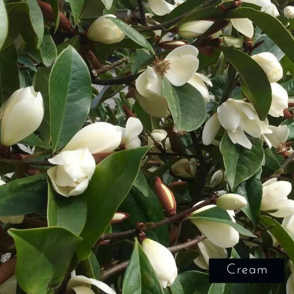 Magnolia Fairy