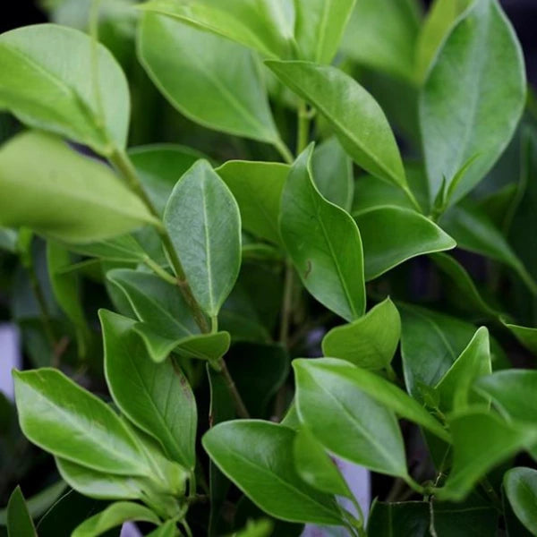 Ficus Microcarpa Flash