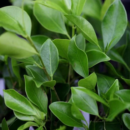 Ficus Microcarpa Flash