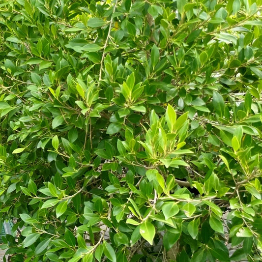 Ficus Hilli