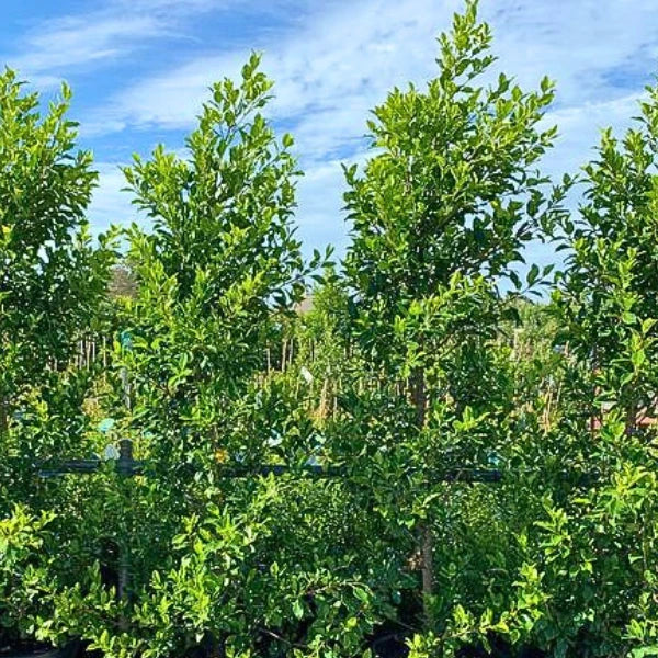 Ficus Flash, fast-growing evergreen with glossy green foliage. Popular for dense screening, hedging, and creating privacy in modern gardens.