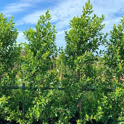 Ficus Flash, fast-growing evergreen with glossy green foliage. Popular for dense screening, hedging, and creating privacy in modern gardens.