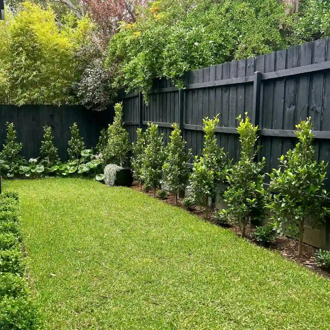 One of Melbournes most popular evergreen screening plants, Ficus flash provide year round greenery, screening and structure. 