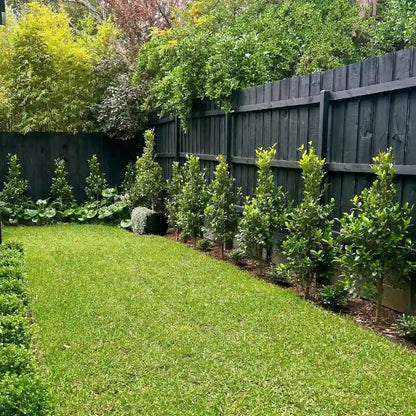 One of Melbournes most popular evergreen screening plants, Ficus flash provide year round greenery, screening and structure. 