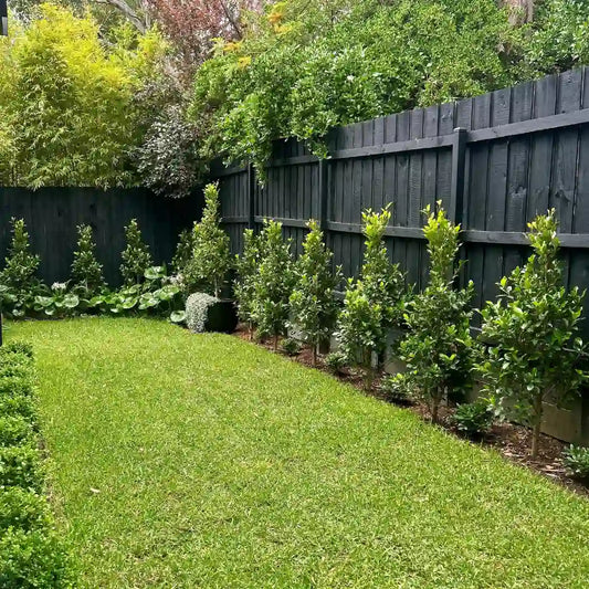 One of Melbournes most popular evergreen screening plants, Ficus flash provide year round greenery, screening and structure. 