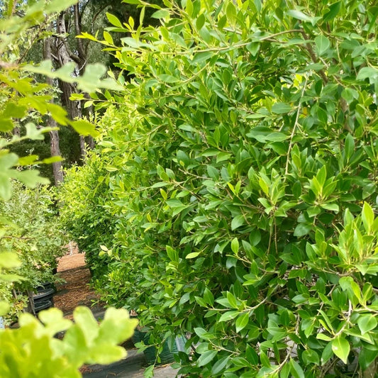 Low Maintenace evergreen screening, Ficus Hilli are a popular option for Melbourne classic and modern garden designs for privacy screening. 