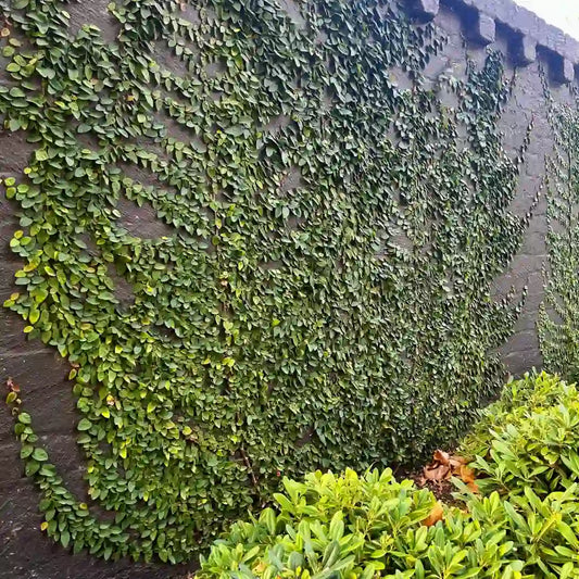 Ficus pumila creeping fig climbing plant covering wall with dense evergreen foliage, ideal wall and fence cover for Melbourne gardens.