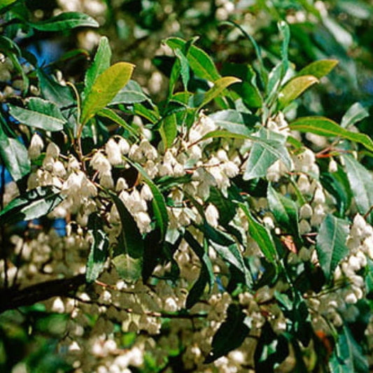 Blueberry Ash
