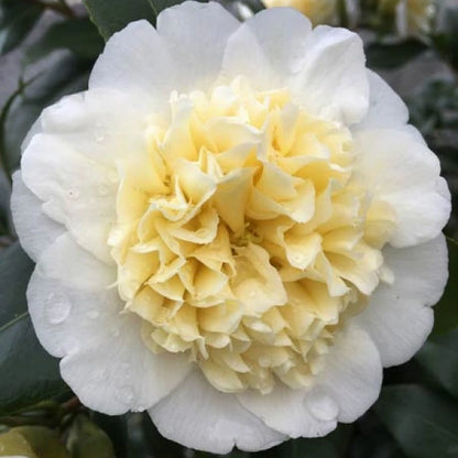 Camellia Japonica Espalier