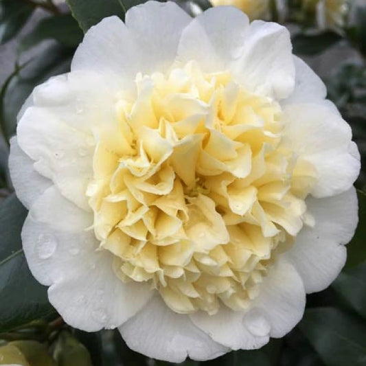 Camellia Japonica Espalier