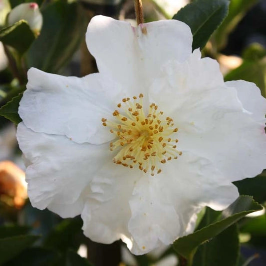 Camellia Sasanqua Setsugekka