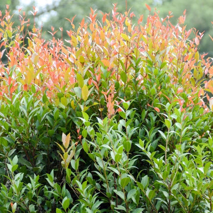 Syzygium Australe