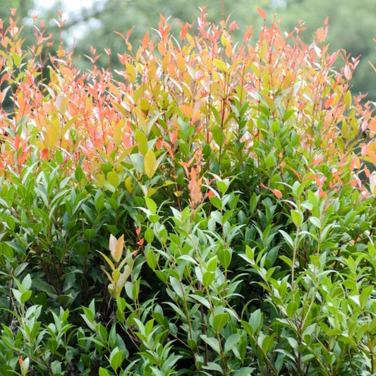 Syzygium Australe
