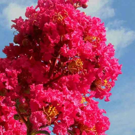 Tuscarora Crepe Myrtle