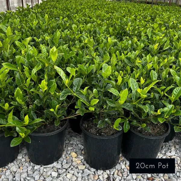 Gardenia Florida, ideal for formal and classic garden hedges, planter pots and underplanting. 