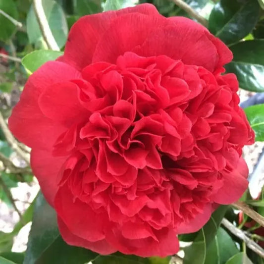 Camellia Japonica Grand Marshall