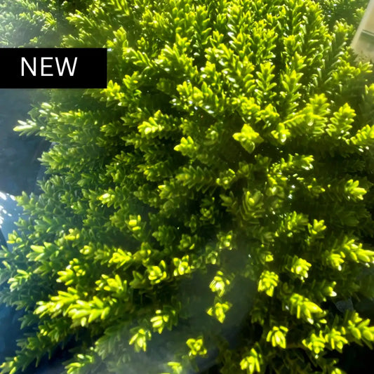 Hebe Emerald Green compact ground cover with naturally rounded form, ideal for borders and mass planting across Australian gardens.